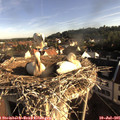 07_40-nest.jpg