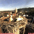 07_45-nest.jpg
