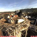 07_50-nest.jpg