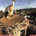 08_00-nest.jpg