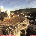 08_10-nest.jpg
