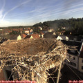 08_20-nest.jpg