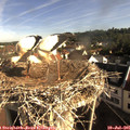08_40-nest.jpg