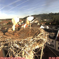 08_45-nest.jpg
