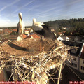 08_50-nest.jpg
