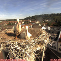 09_15-nest.jpg