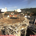 09_40-nest.jpg