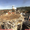 09_45-nest.jpg