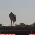 09_55-mast.jpg