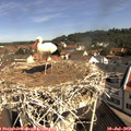 10_20-nest.jpg
