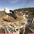 10_35-nest.jpg