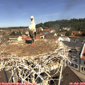 11_05-nest.jpg