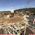 11_10-nest.jpg