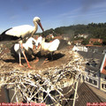 11_30-nest.jpg