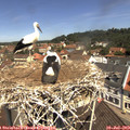 11_35-nest.jpg