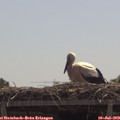 11_40-mast.jpg