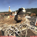 11_50-nest.jpg