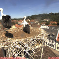 11_55-nest.jpg