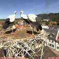 12_00-nest.jpg