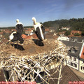12_05-nest.jpg
