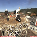 12_10-nest.jpg