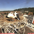 12_15-nest.jpg