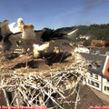12_20-nest.jpg