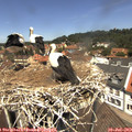 12_30-nest.jpg