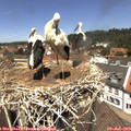 12_45-nest.jpg