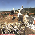 12_50-nest.jpg