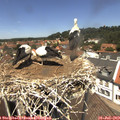 12_55-nest.jpg