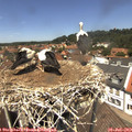 13_00-nest.jpg
