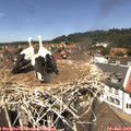 13_05-nest.jpg