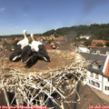 13_10-nest.jpg