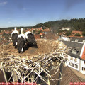 13_15-nest.jpg