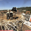 13_20-nest.jpg