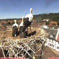 13_25-nest.jpg