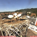 13_30-nest.jpg