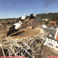 13_35-nest.jpg