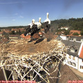 13_40-nest.jpg