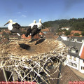 13_45-nest.jpg