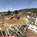 13_50-nest.jpg