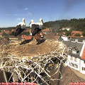 13_55-nest.jpg