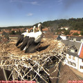 14_20-nest.jpg