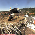 14_30-nest.jpg