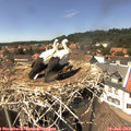 14_35-nest.jpg