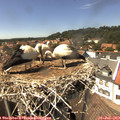 14_45-nest.jpg