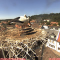 14_50-nest.jpg