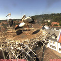 15_00-nest.jpg