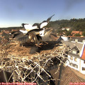 15_10-nest.jpg